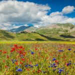 Viaggi floreali: dove vedere le più belle fioriture in Italia