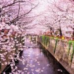 Giappone, fioritura degli alberi: guarda lo spettacolo da casa