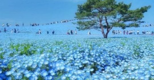 Giappone,  fiori blu creano uno spettacolo naturale